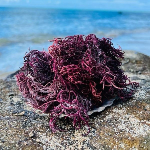 Buy2 Get1 FREE #Dr.Sebi #Sea Moss #Wildcrafted 100% #Raw#Purple #Alkaline #Vegan