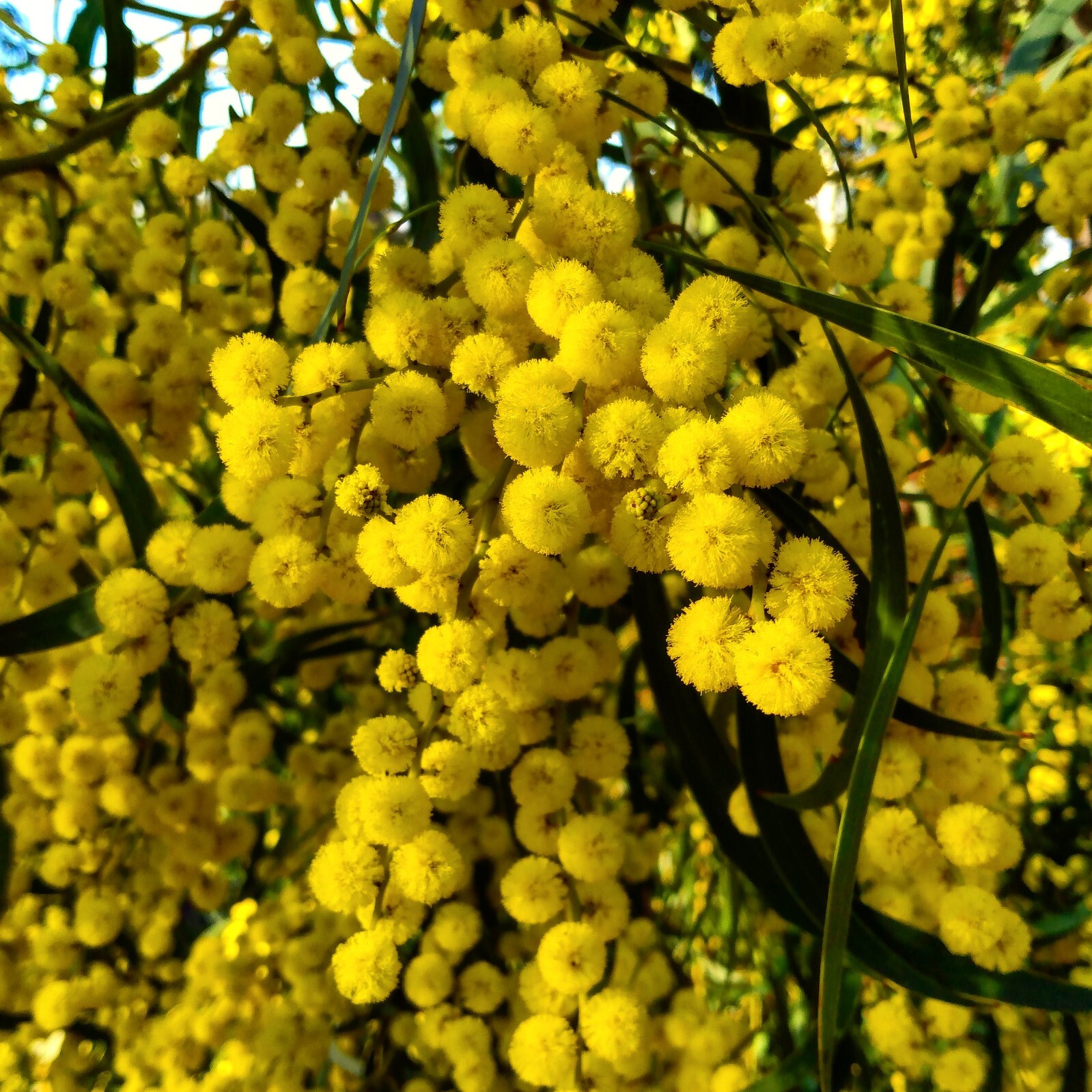 SPECIAL Discount 50+ Acacia species Seed Sample Pack - Australian Legume