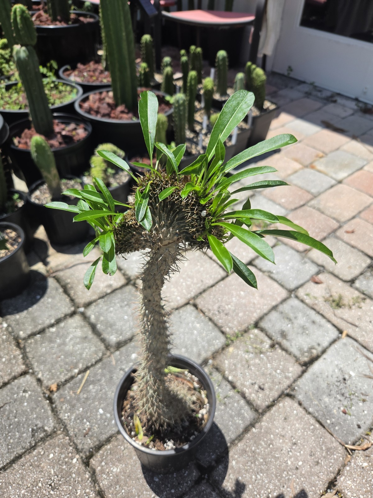 Crested Madagascar Palm, Pachypodium lamerei  Rare Succulent 24 Inches Tall #3