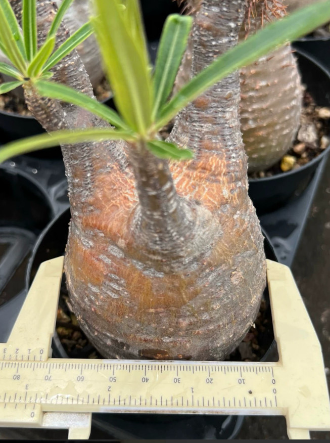RareSucculent Plant Pachypodium rosulatum subsp. gracilius7.3cm
