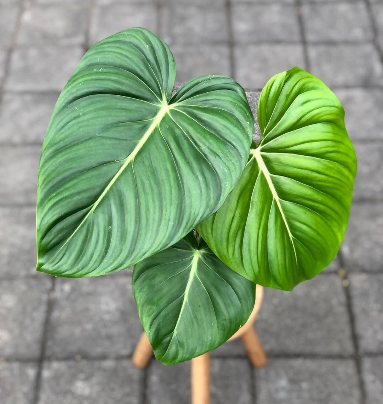 Philodendron MCDowell Large Leaf Free Phyto