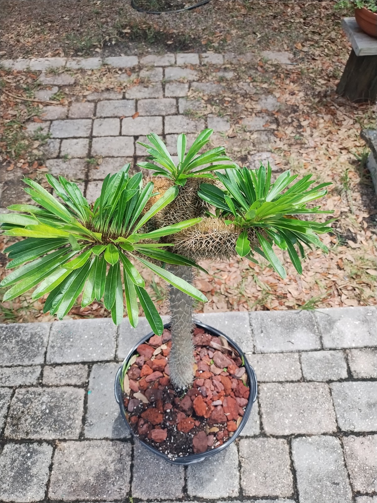Crested Madagascar Palm, Pachypodium lamerei  Rare Succulent 40 Inches Tall #1
