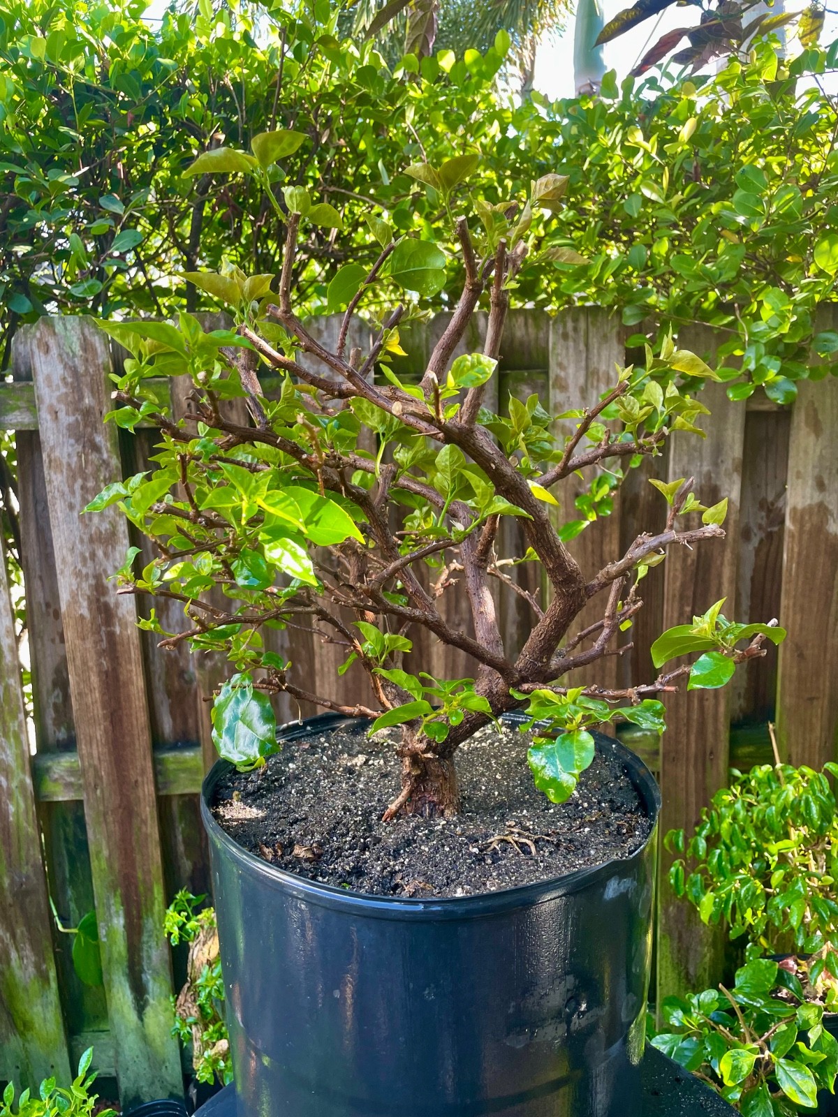 Bonsai Style Pre-bonsai Fuchsia   Bougainvillea Tree 10 years