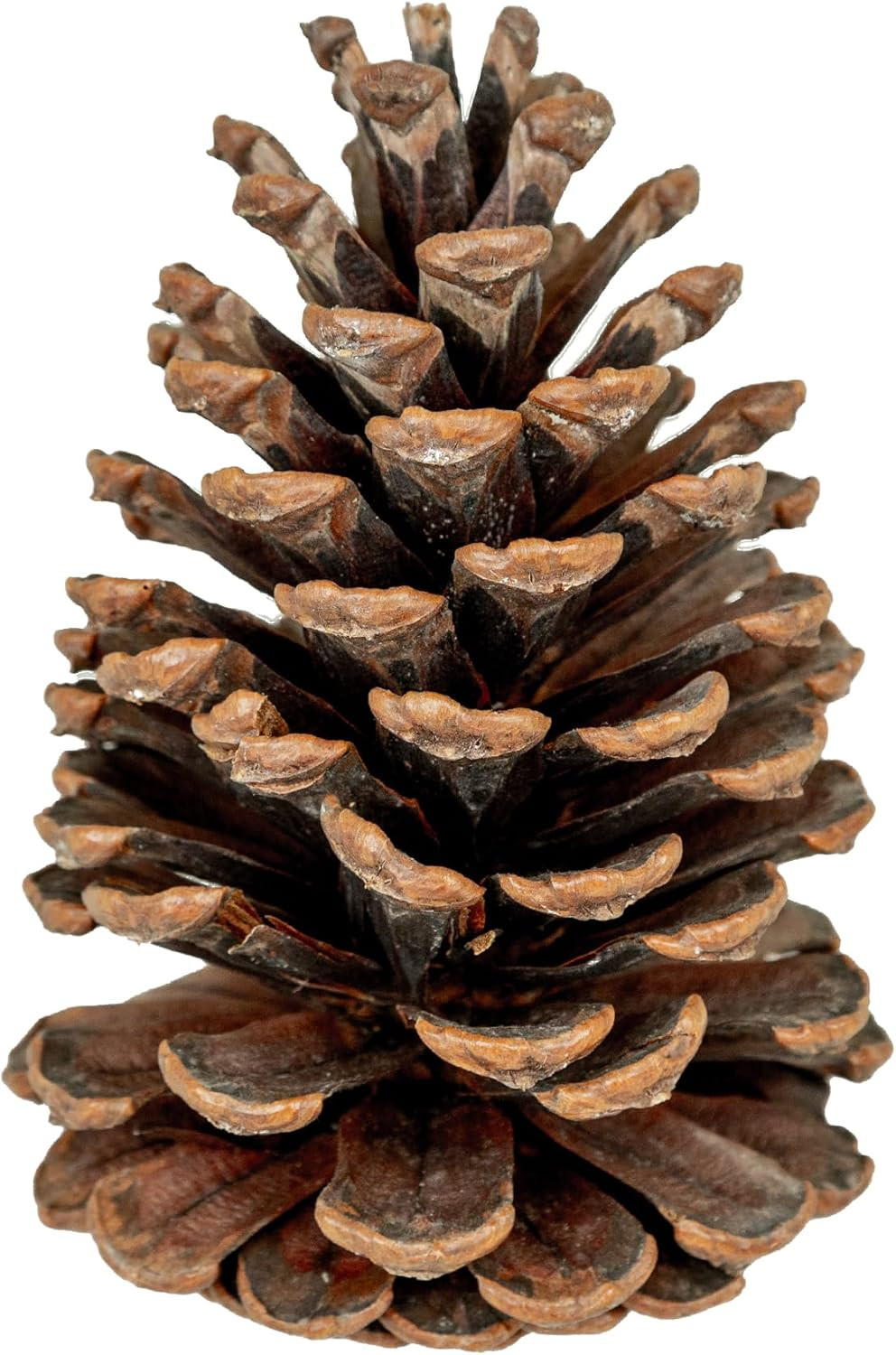Natural Pine Cones – Set of 15 Small 3\