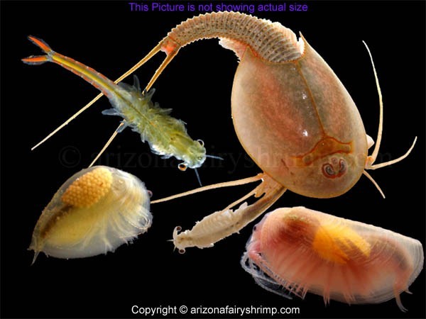 Premium Desert Lake Bed Substrate with Live Aquatic Invertebrate Eggs - Joshua T