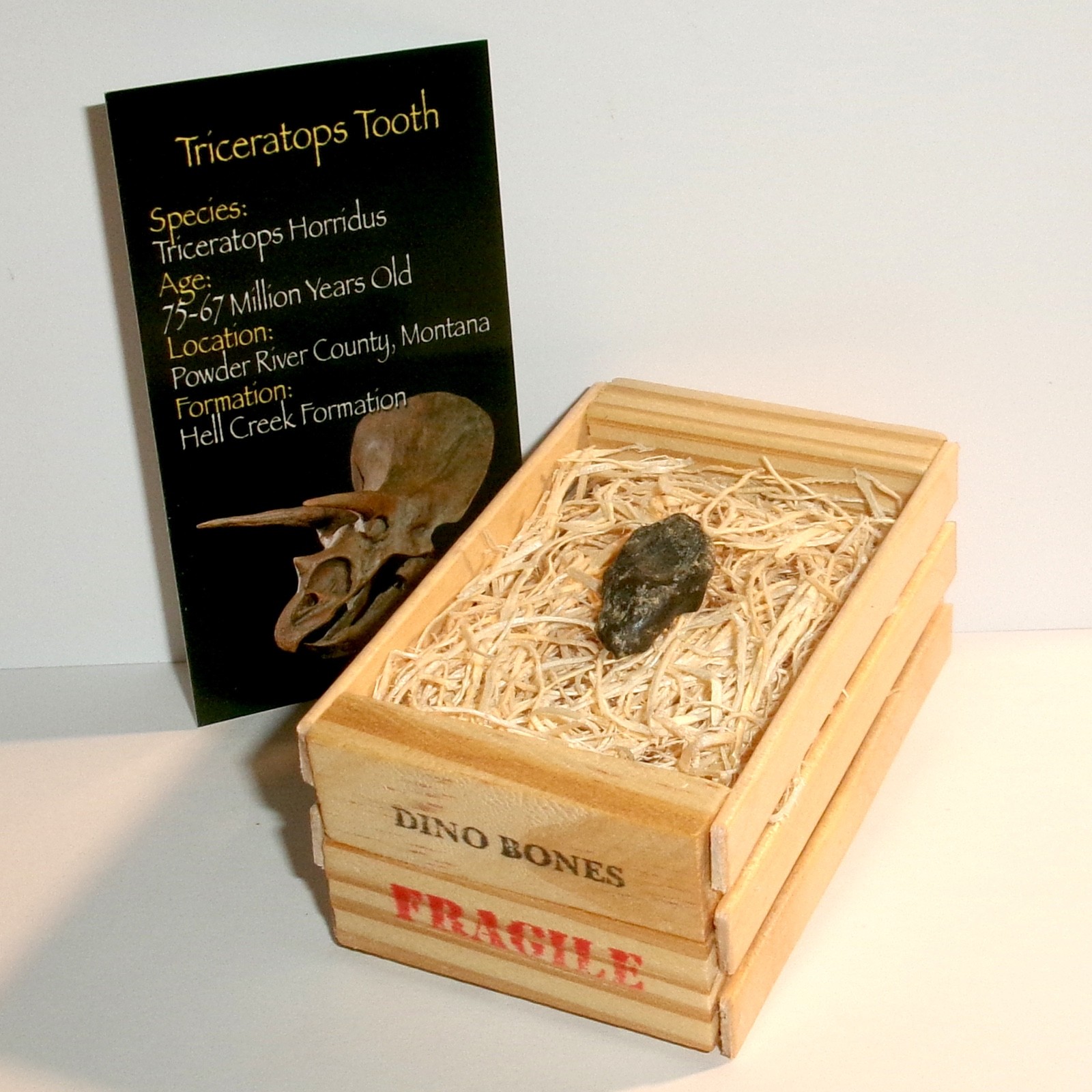Triceratops Dinosaur Tooth with Display Crate Genuine Montana Fossil with COA