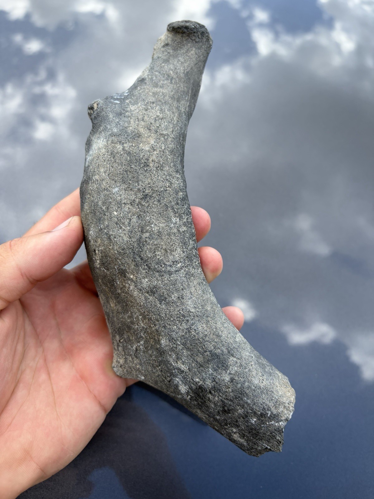 Prehistoric Fossil Rib Bone - Manatee Or Dugong Rib Bone