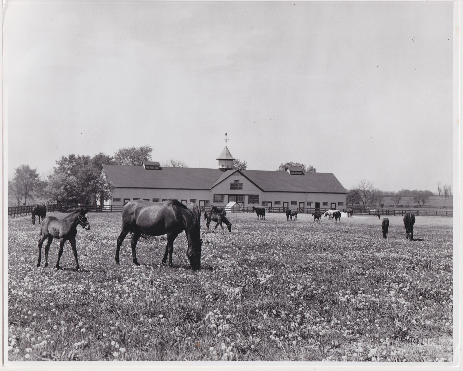 J. C. SKEETS MEADORS * HORSE FARM in KENTUCKY * c. 1960s RURAL AMERICAN Photo