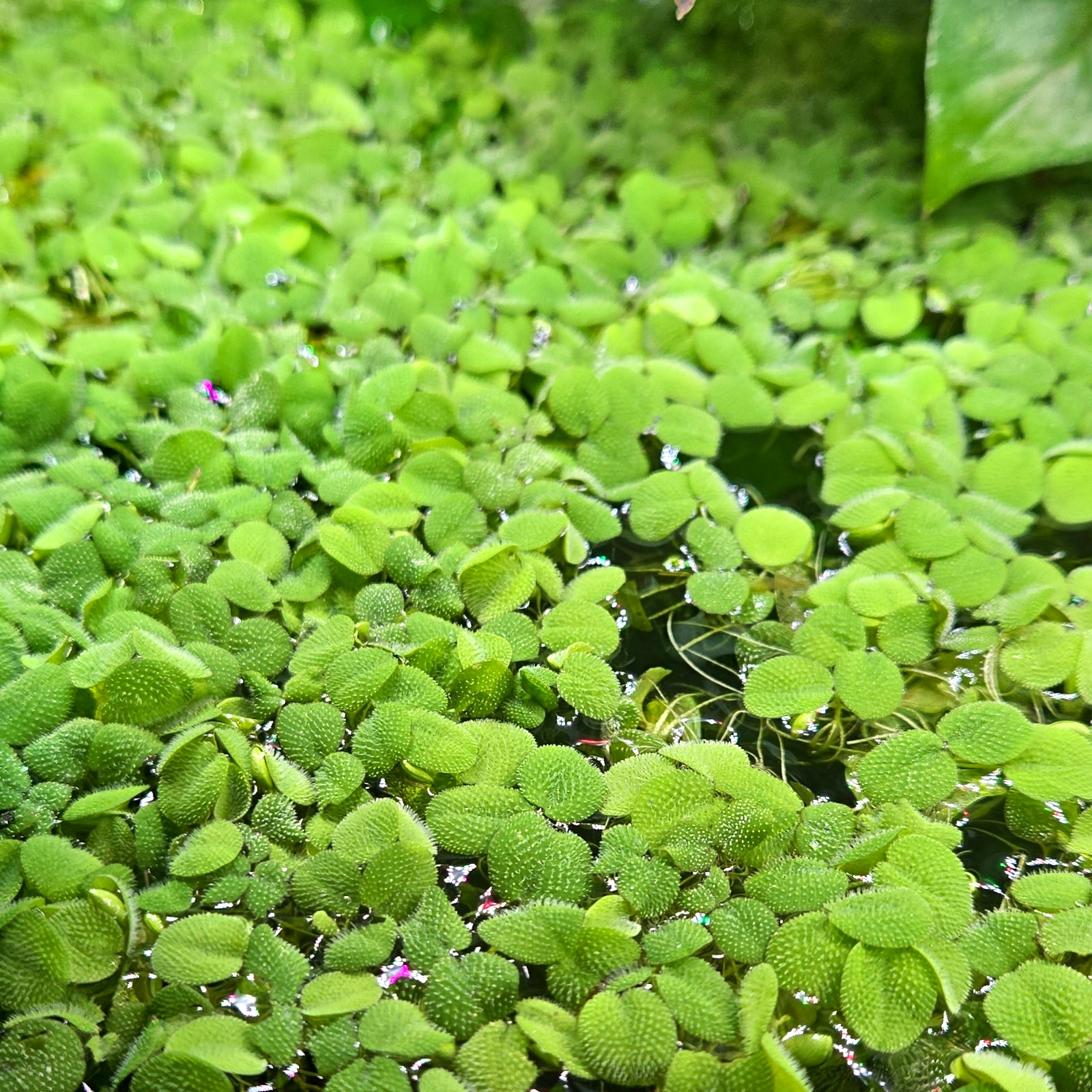 10+ Live Water Spangles (Salvinia) Floating Aquarium Plant