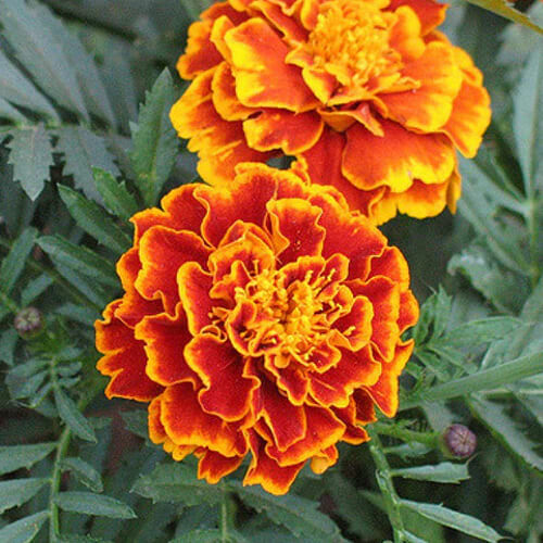 Sparky Mix Marigold Seeds | Bicolor Orange, Yellow & Red |  | 1189