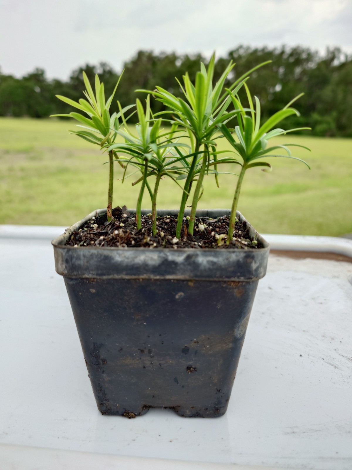 Podocarpus Seedling, 5-10 Seedlings Per Pot, 2 Inches Tall Podocarpus Seedling, 5-10 Seedlings Per Pot, 2 Inches Tall