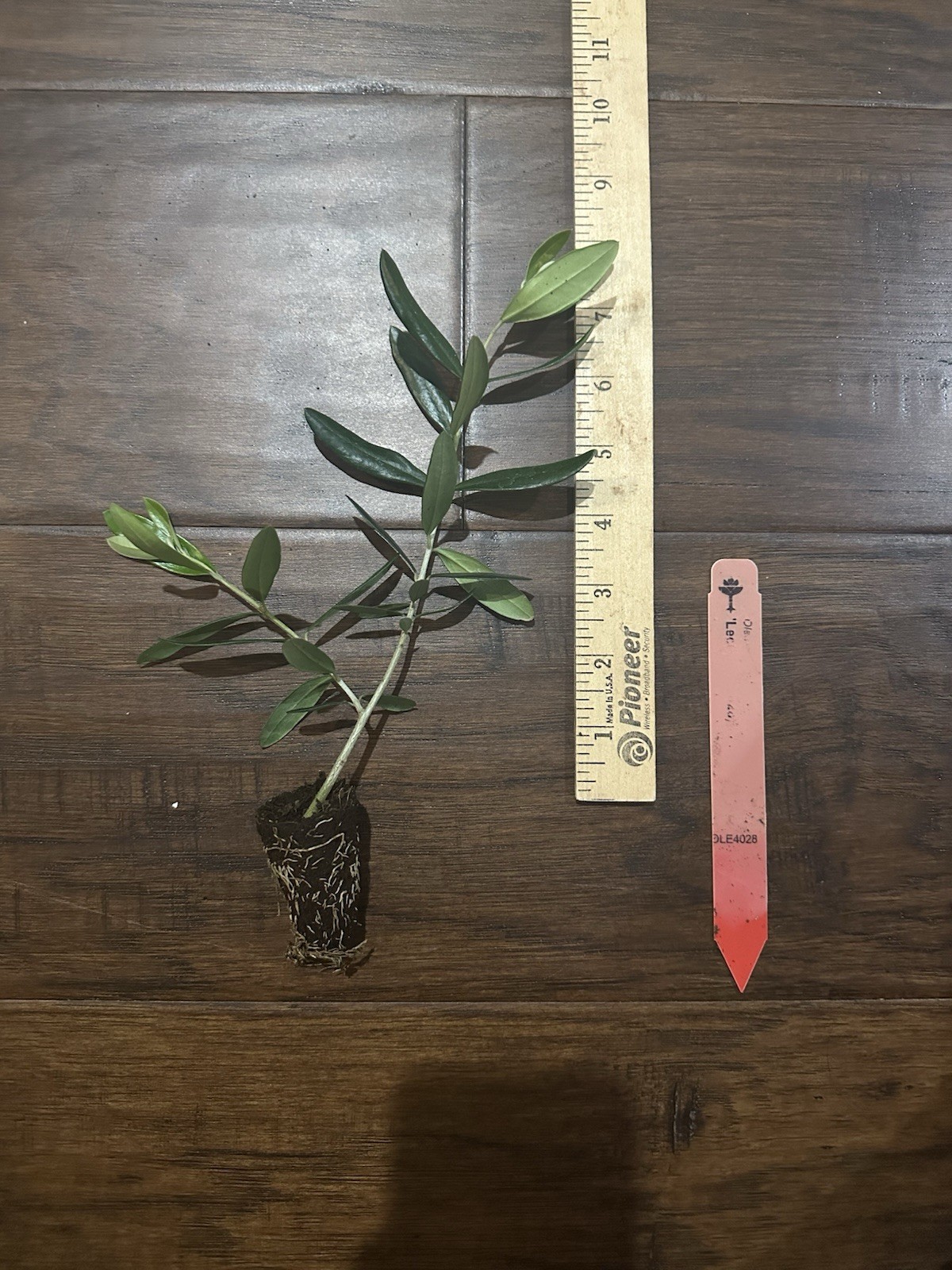 Leccino Olive Tree (Olea europaea) 1 Live TC Plant/Plug –4-8 inches - Edible