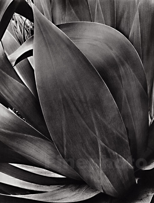 1932 Vintage BRETT WESTON Agave Plant Botanical Abstract Photo Gravure Art 16x20