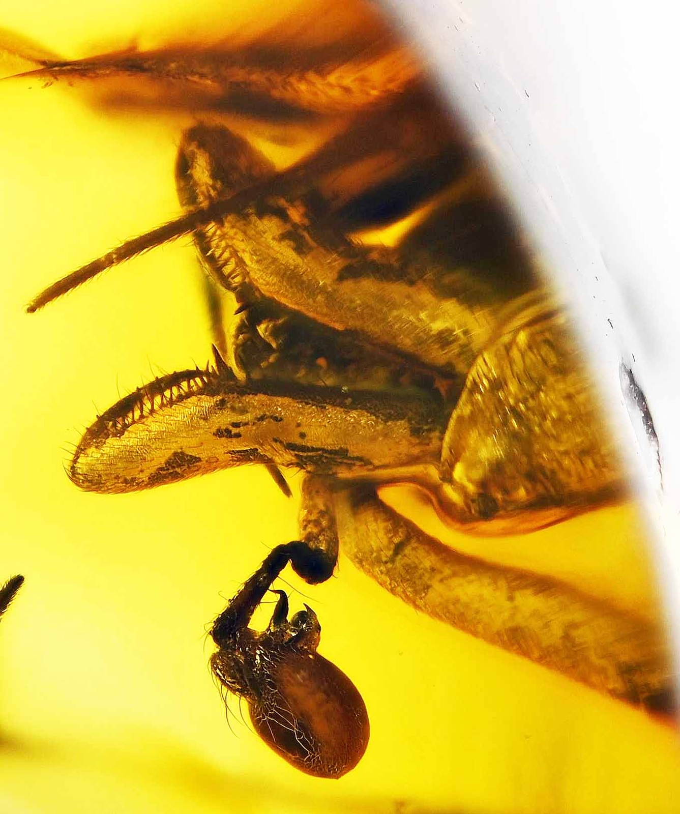 Rare Archaeidae (Assassin Spider), Fossil Inclusion in Baltic Amber Rare Archaeidae (Assassin Spider), Fossil Inclusion in Baltic Amber