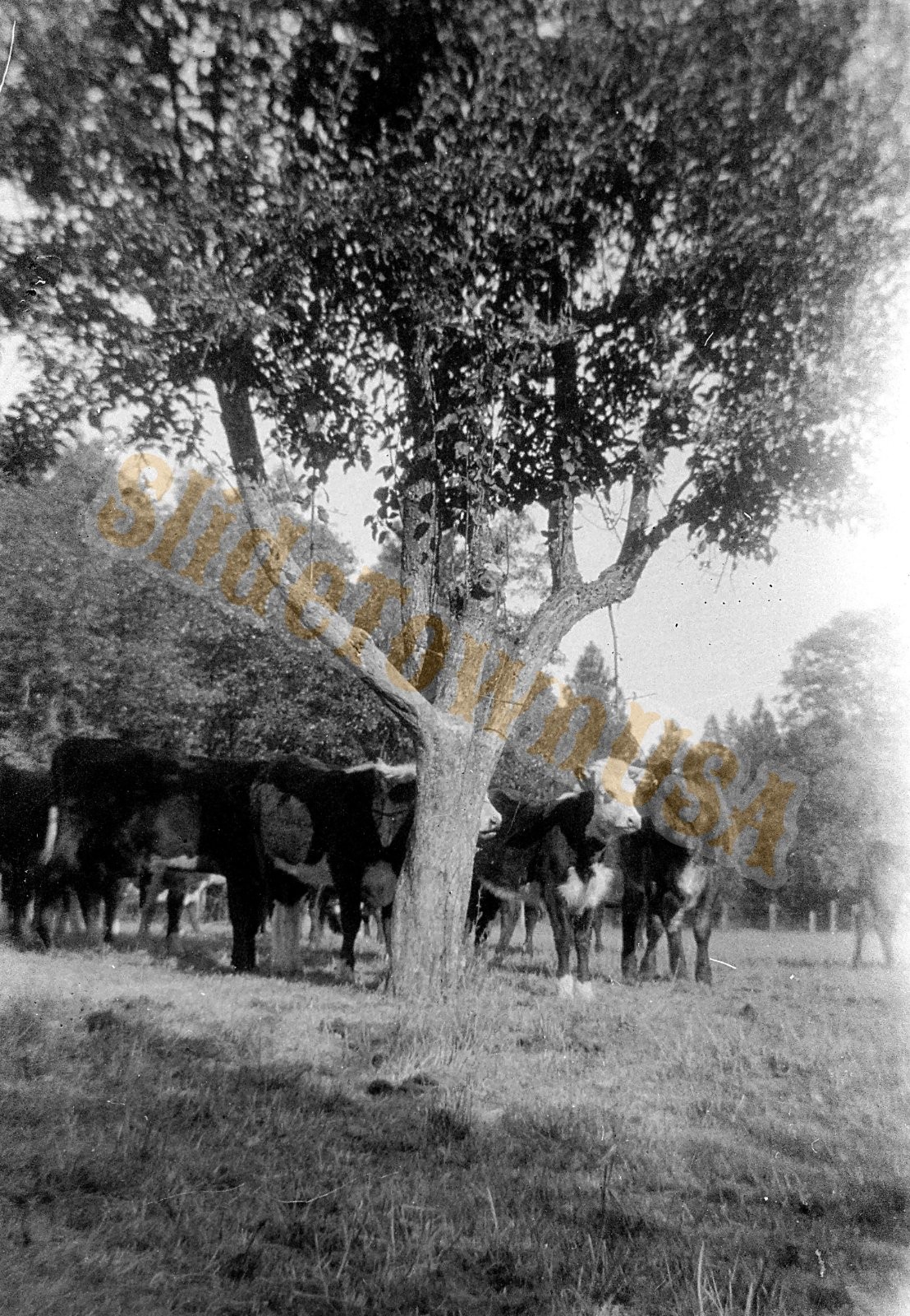 Vtg 120 B&W Negative Cows Cattle Grazing Under Tree Pasture Farm Field N-1314