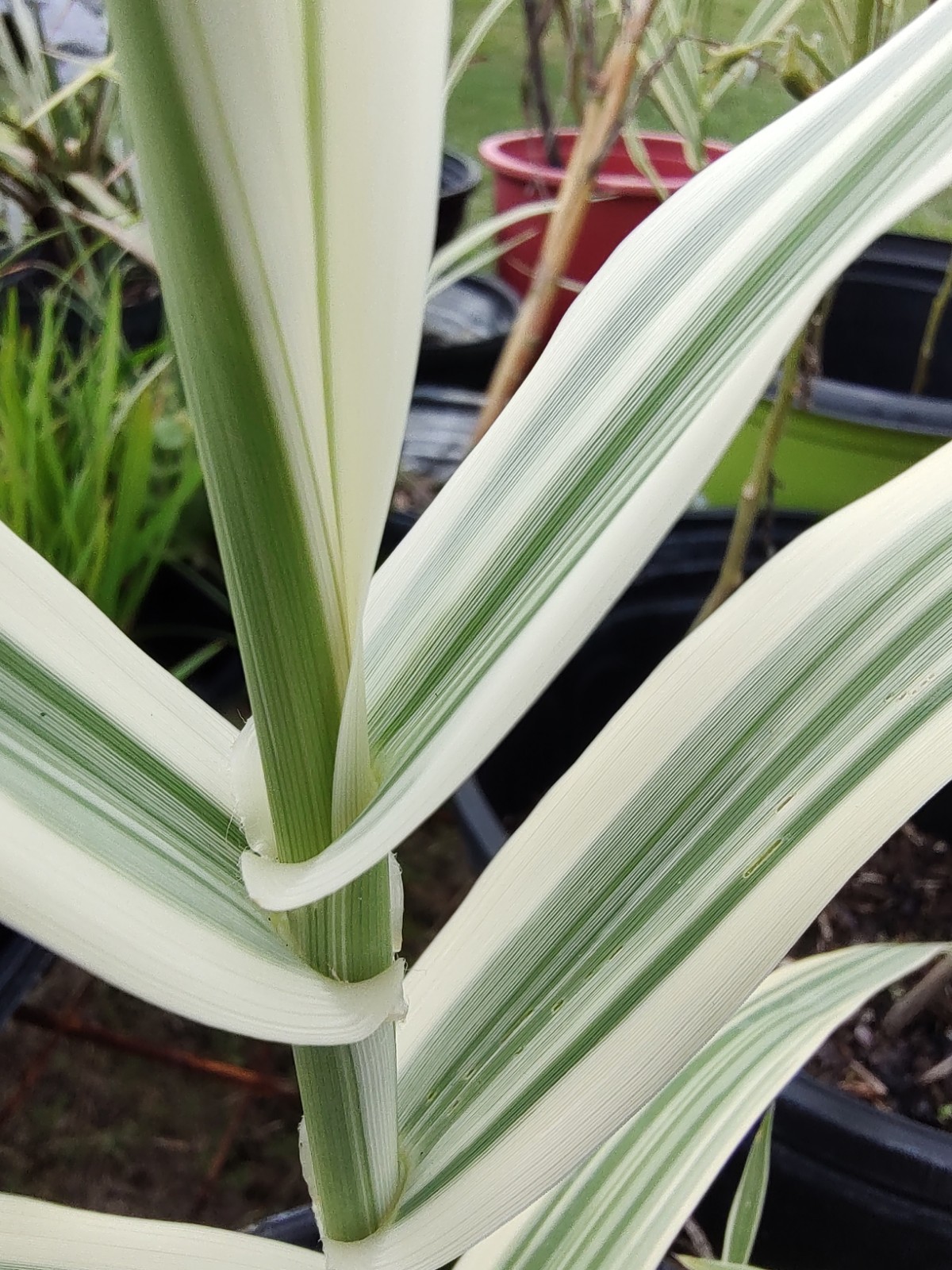 Arundo Donax \'Peppermint Stick\' (Variegated) Giant Reed