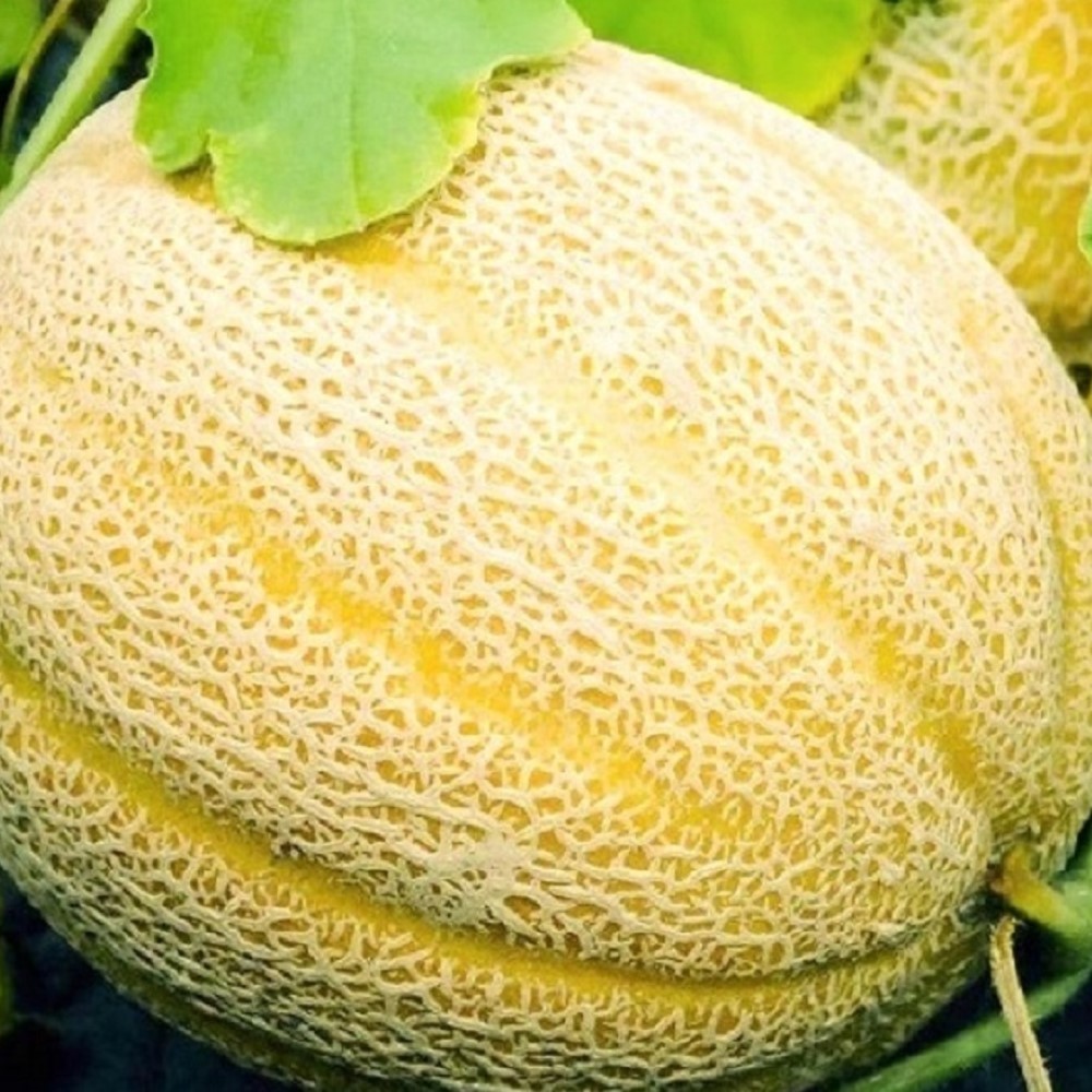 Hales Best Jumbo Cantaloupe Seeds | NON-GMO Cantaloupe Seeds | Heirloom Seeds Hales Best Jumbo Cantaloupe Seeds | NON-GMO Cantaloupe Seeds | Heirloom Seeds