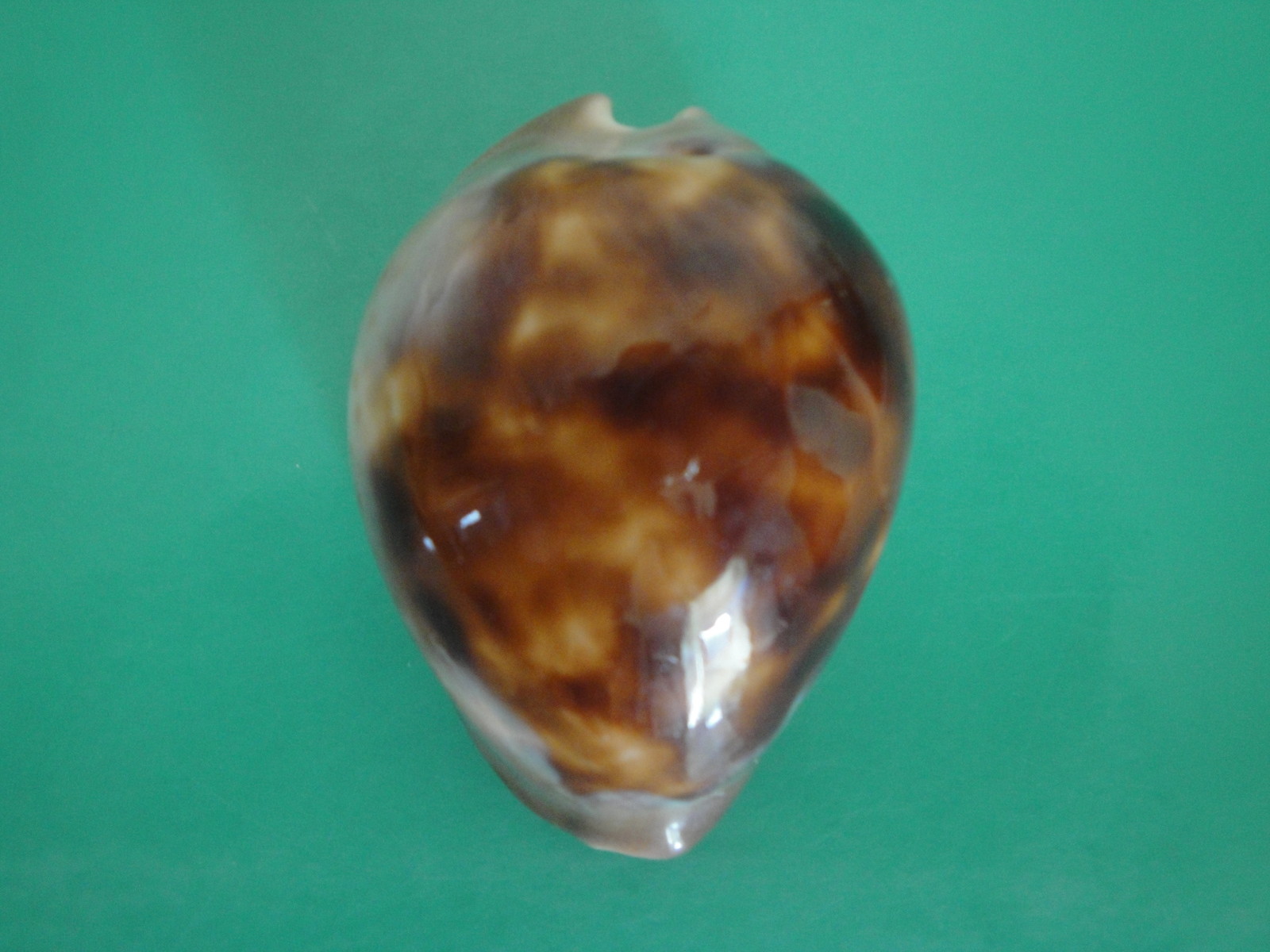 Cypraea Venusta Sorrentensis 63mm F+++/GEM, Western Australia