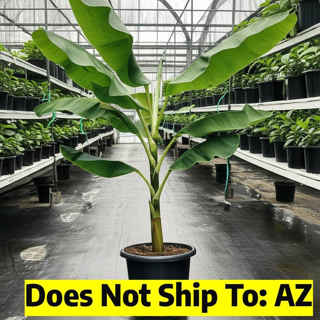 Musa Blue Java Banana Tree Ice Cream Live Plant 2 Gal Pot 2-3 FT Overall Height