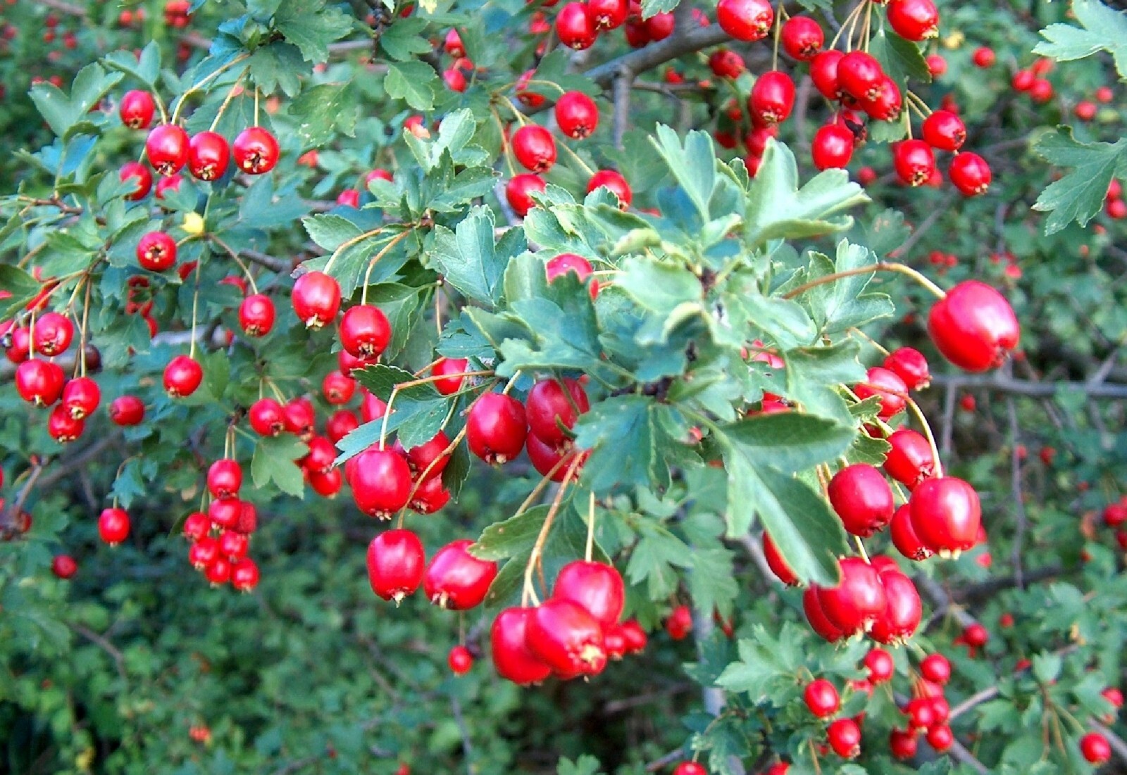 Wild Hawthorn {Crataegus monogyna} Organic 20 seeds 