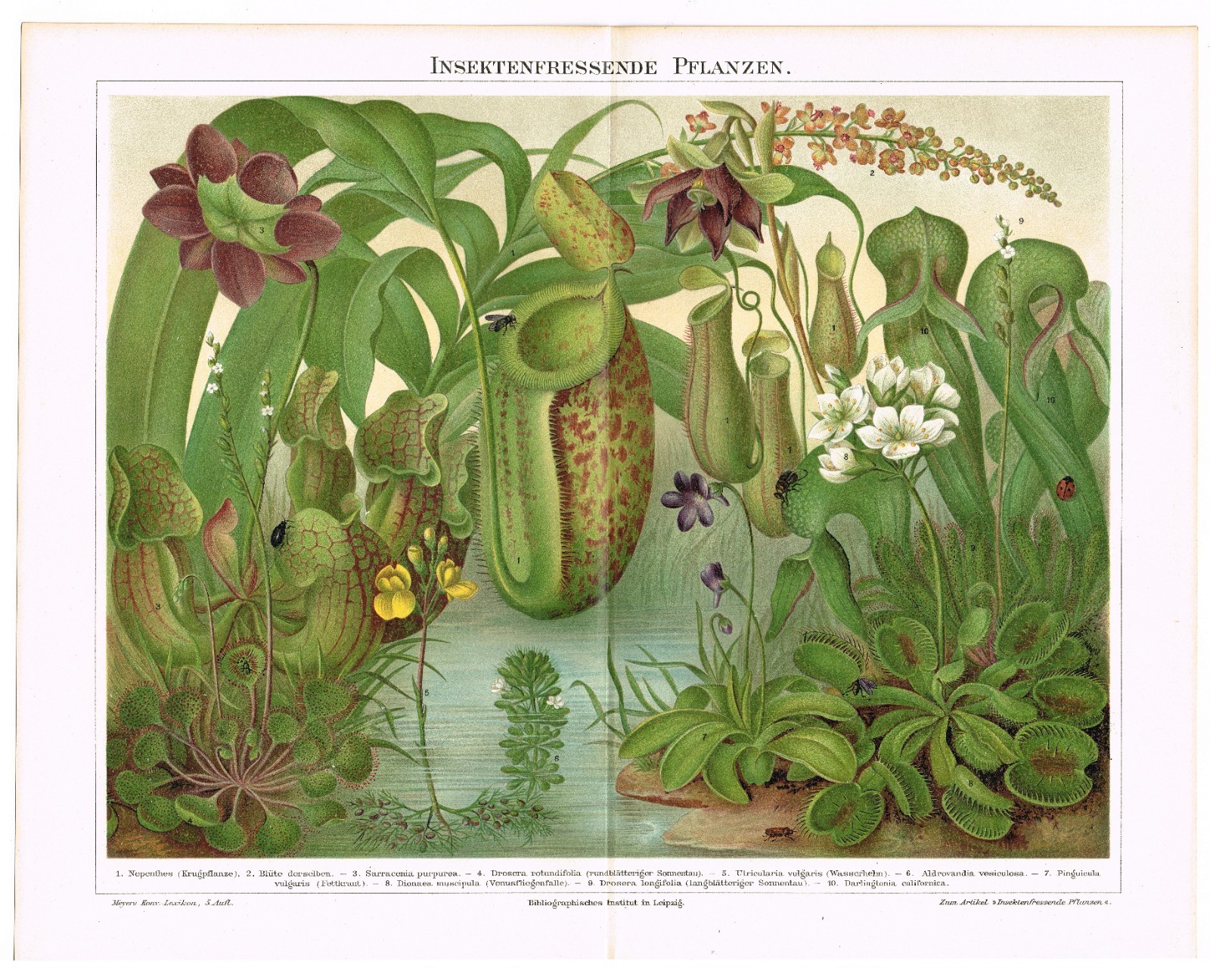 CARNIVOROUS PLANTS Antique Print 1890 Nepenthes Drosera Sundews Venus Flytrap CARNIVOROUS PLANTS Antique Print 1890 Nepenthes Drosera Sundews Venus Flytrap
