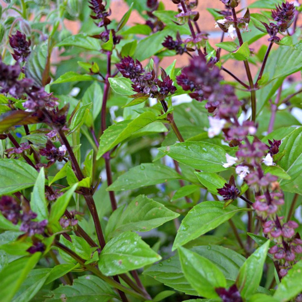 Basil Seeds Collection, NON-GMO, 12 Different Varieties, Heirloom, 