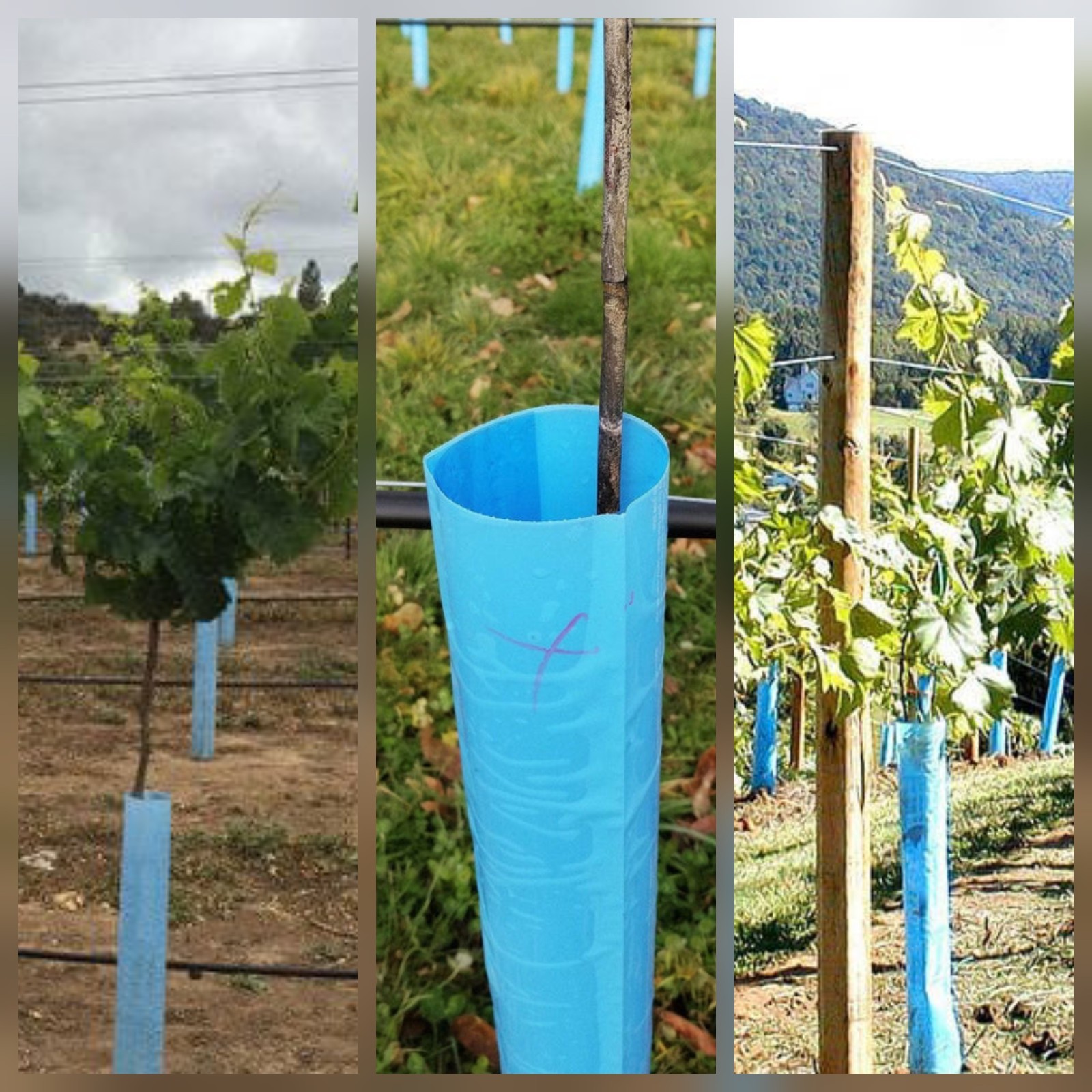 Blue-X 48” Tree Grow Tubes Tree Shelters For Trees, Vines, Shrubs Box Of 100