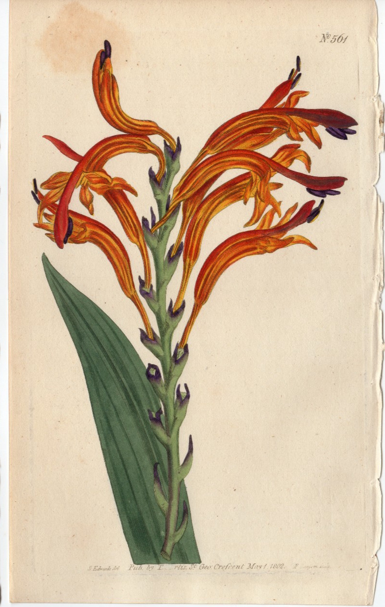 Curtis 1802 Antique botanical garden print: Antholyza Aethiopica flower 561