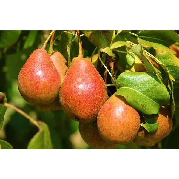Dwarf Summercrisp Pear Tree - Cold Hardy, Juicy and Crisp Red Pears (Bare-Root,
