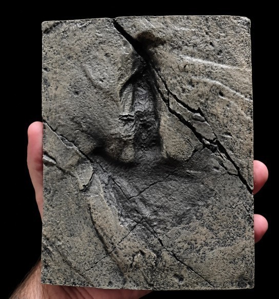 Dinosaur Footprint Fossil Cast Replica- Coelurosaurus- Dinosaurs-...