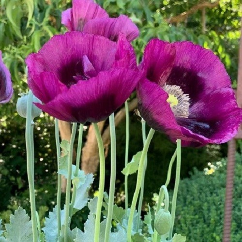 2,500 / 5,000 Stratified Lauren Springer\'s Grape Papaever Somniferum Poppy Seeds