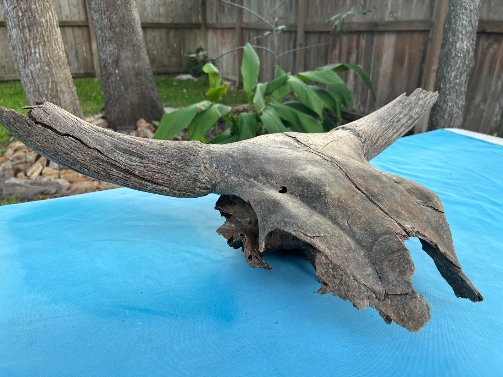Texas Authentic Maverick Longhorn Bull Cow Skull Wild Found Brazos River Patina Texas Authentic Maverick Longhorn Bull Cow Skull Wild Found Brazos River Patina