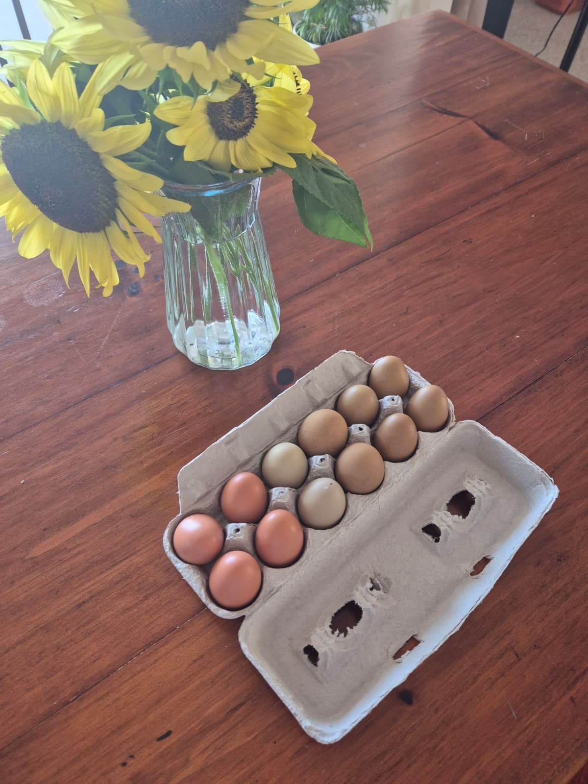 WEEKEND SPECIAL  COLORFUL MIX - Olive Egger Hatching Eggs - pack of 12