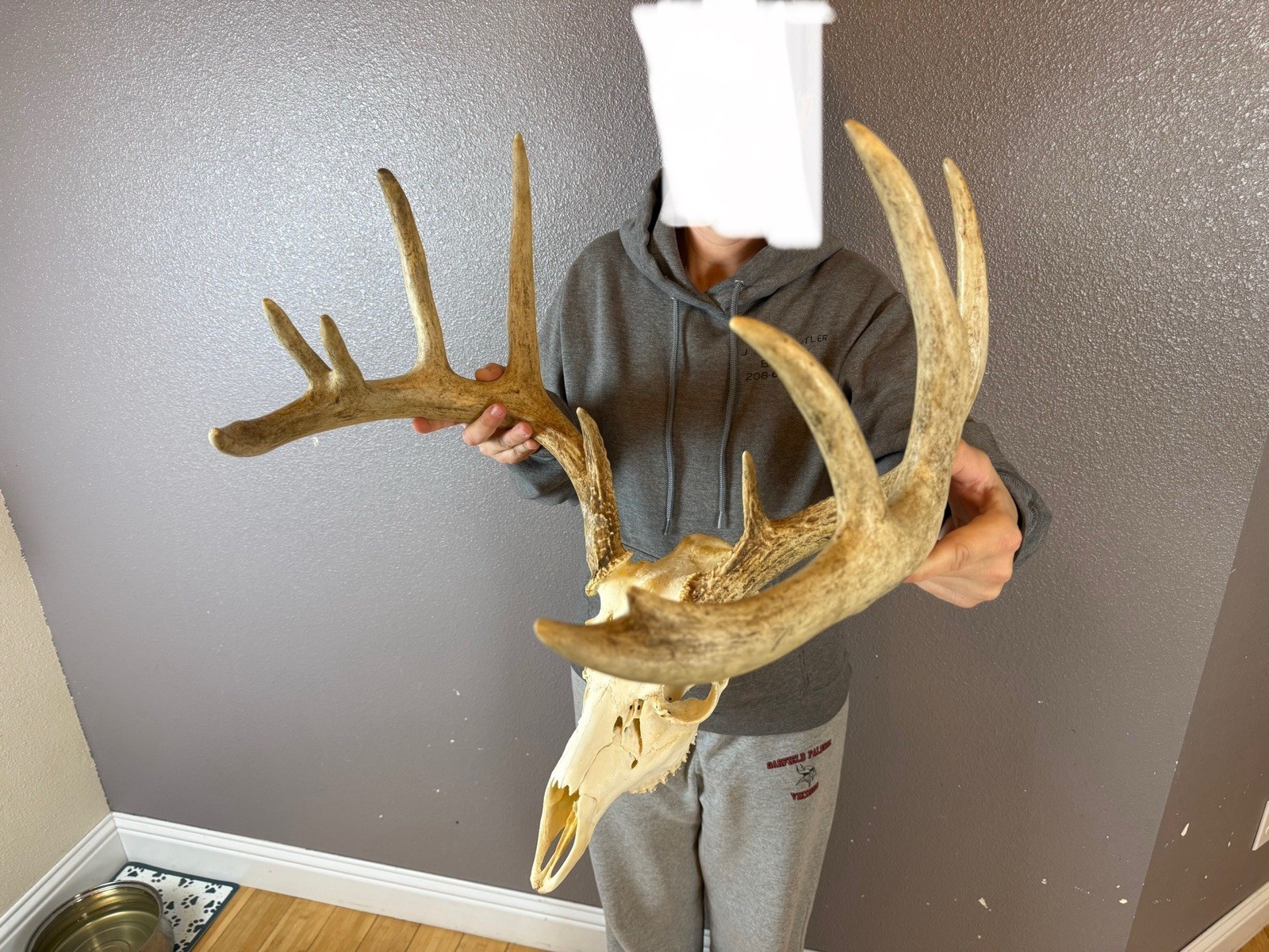 BIG European REAL Skull Whitetail Deer Antler Set Wild Idaho Horns Mount 6x5