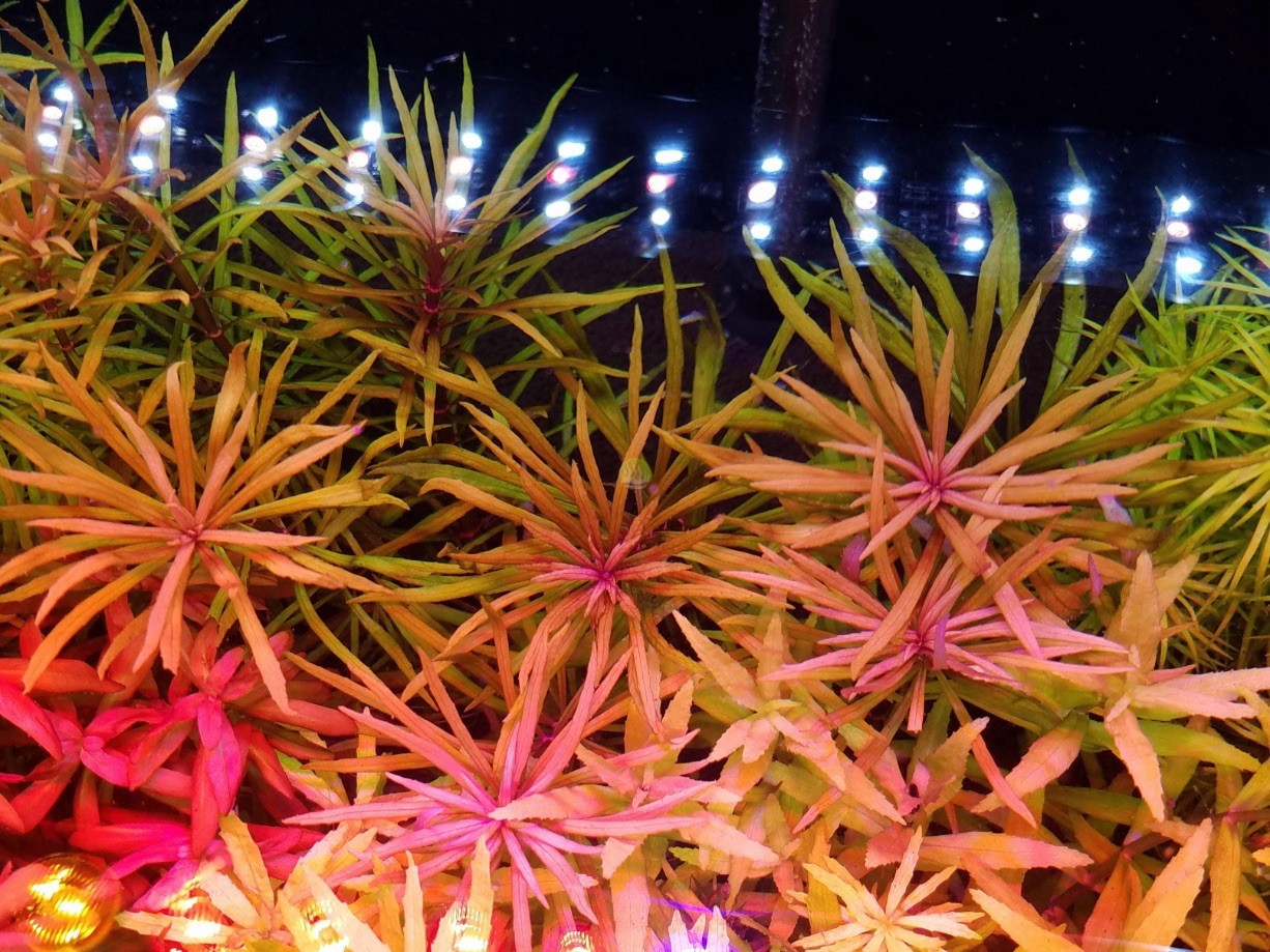 3 Stems Pogoestemon Kimberly Live Aquarium Plants FREE S/H Rare