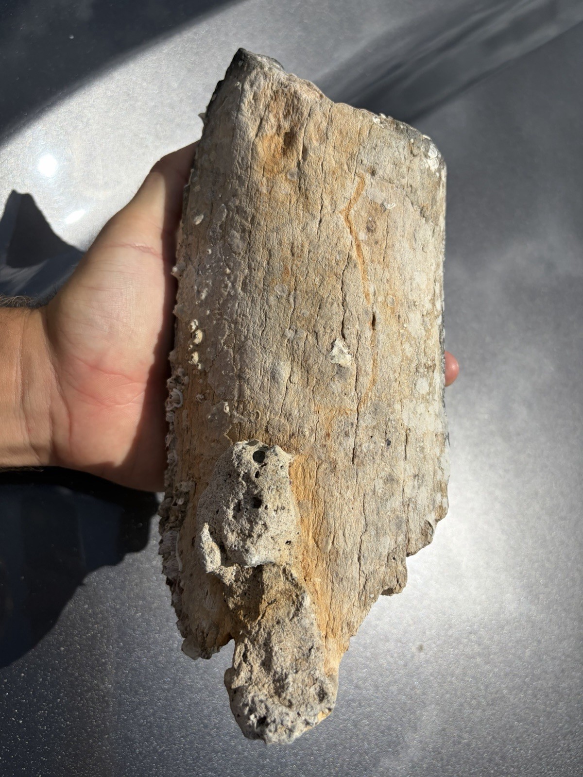 Fossil Rib Bone Found Scuba Diving In Venice Florida 