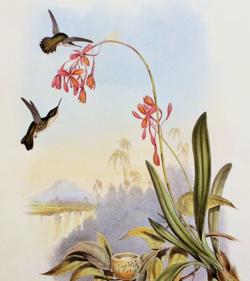 John Gould Hummingbird LITTLE HUMMING-BIRD Botanical Vtg Art Bookplate Print 133