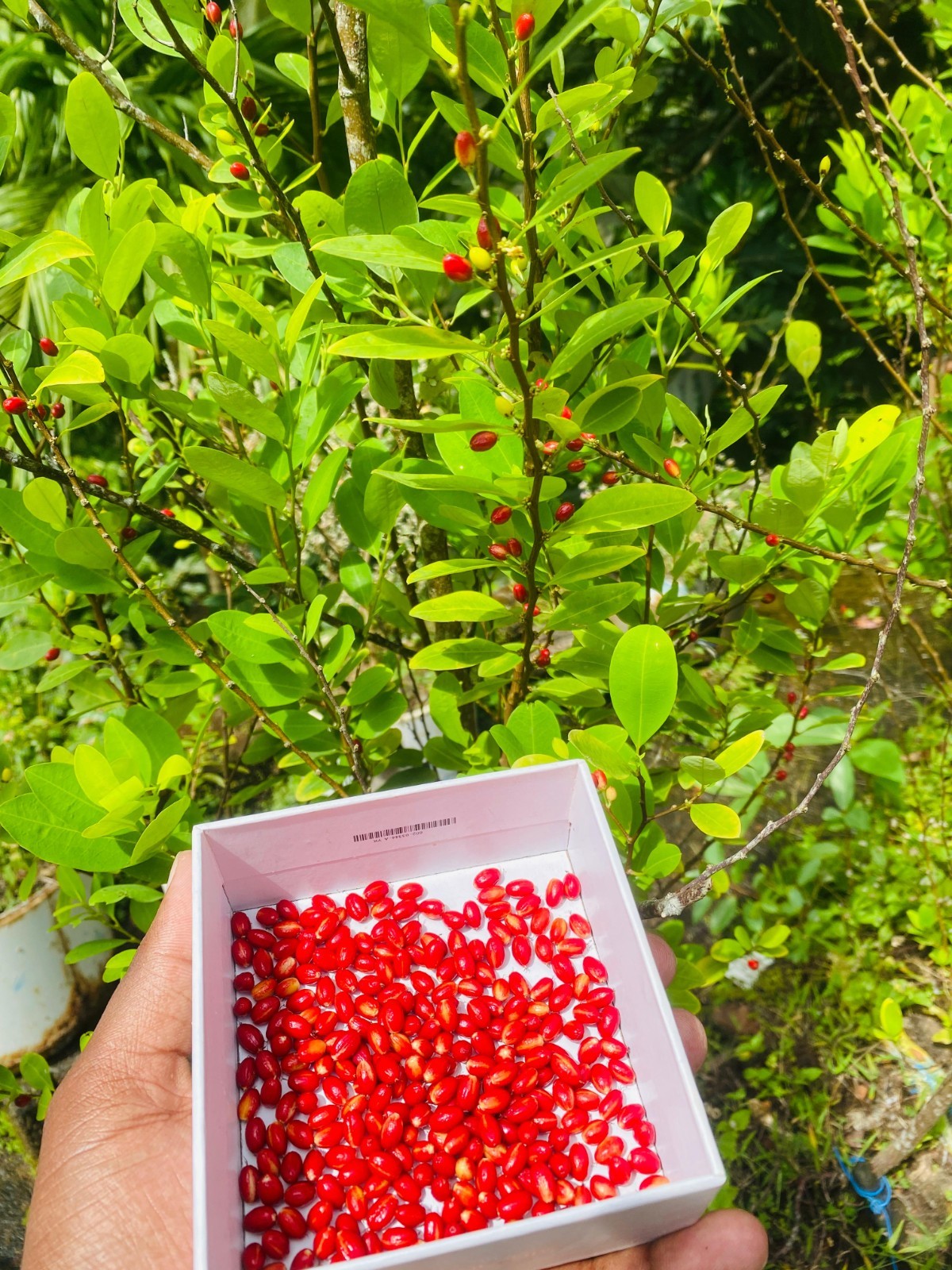 Ayurvedic novo seeds from ceylon