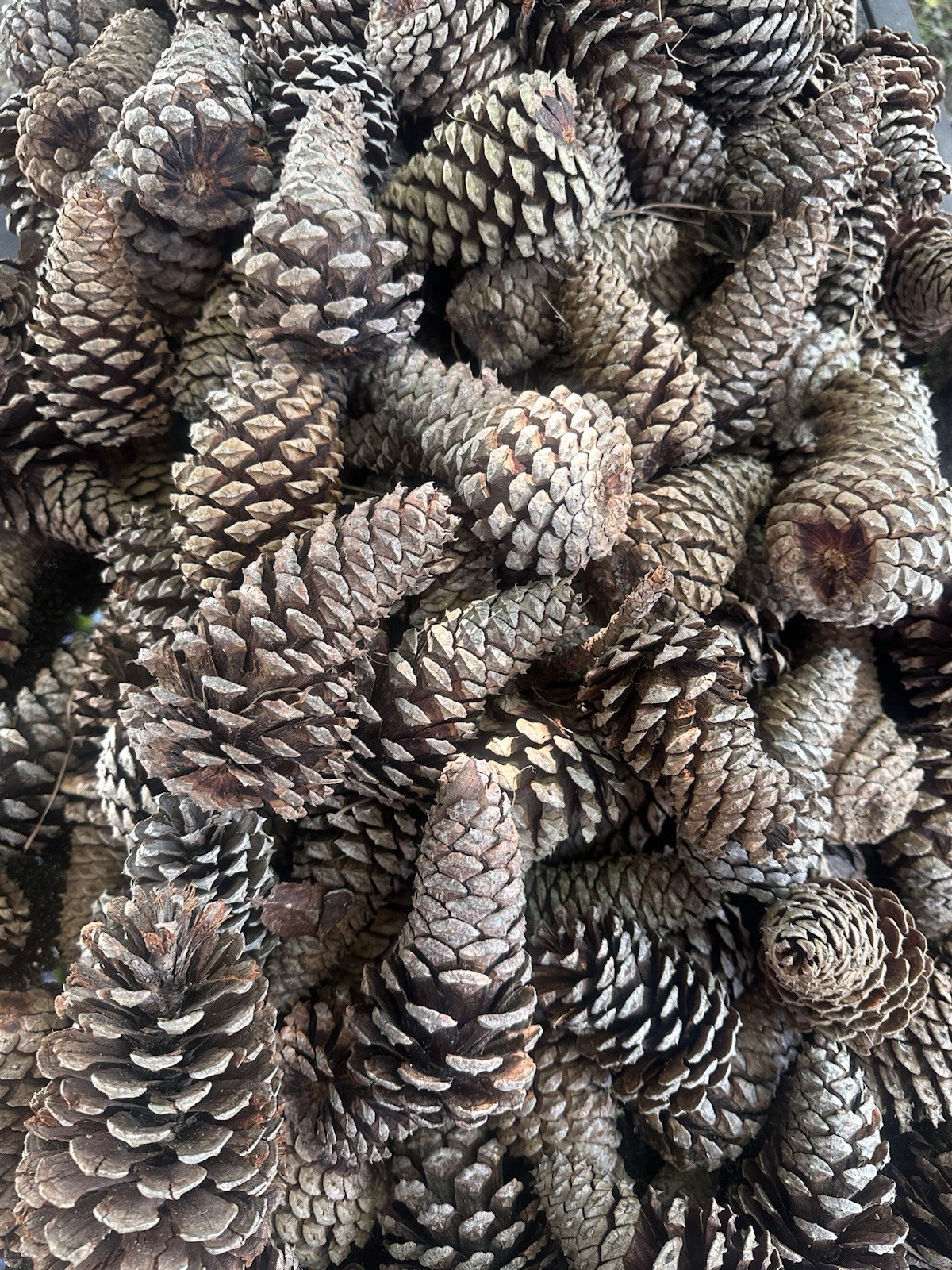 Natural Pine Cones for Crafts, Assorted Sizes Approx. 3-6 in