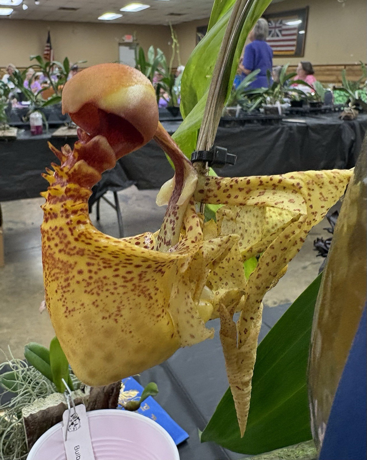 Coryanthes macrantha - Large Plants- Fragrant Species - 6” Net Basket