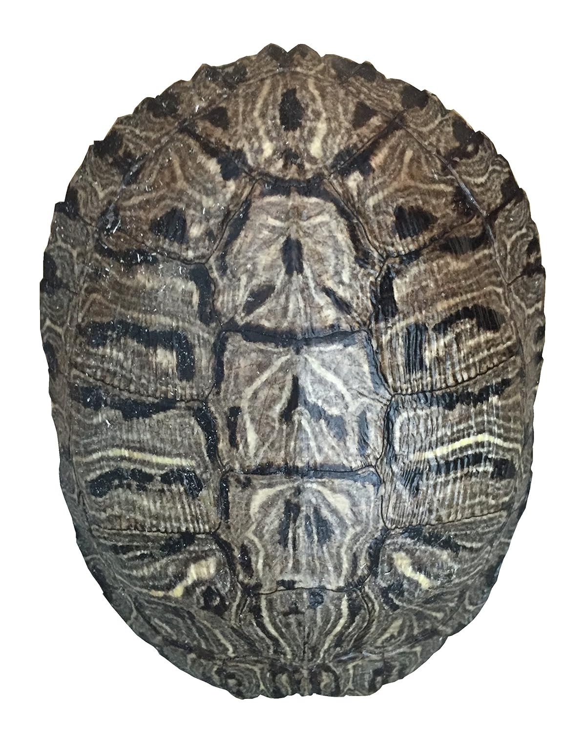 Pond Turtle Shell (7-8 inches) (Natural Bone Quality A) Red Eared Slider Real