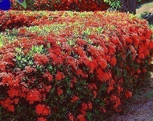 Ixora Taiwanese Red | 3 Gallon | Ixora coccinea | Low Maintenance | Hardy Plant Ixora Taiwanese Red | 3 Gallon | Ixora coccinea | Low Maintenance | Hardy Plant