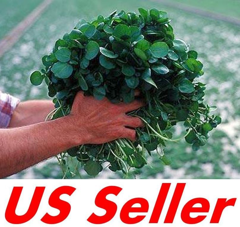 500 PCS Seeds of Watercress Greens Aqua Seeds E52, Heirloom Organic Non-GMO