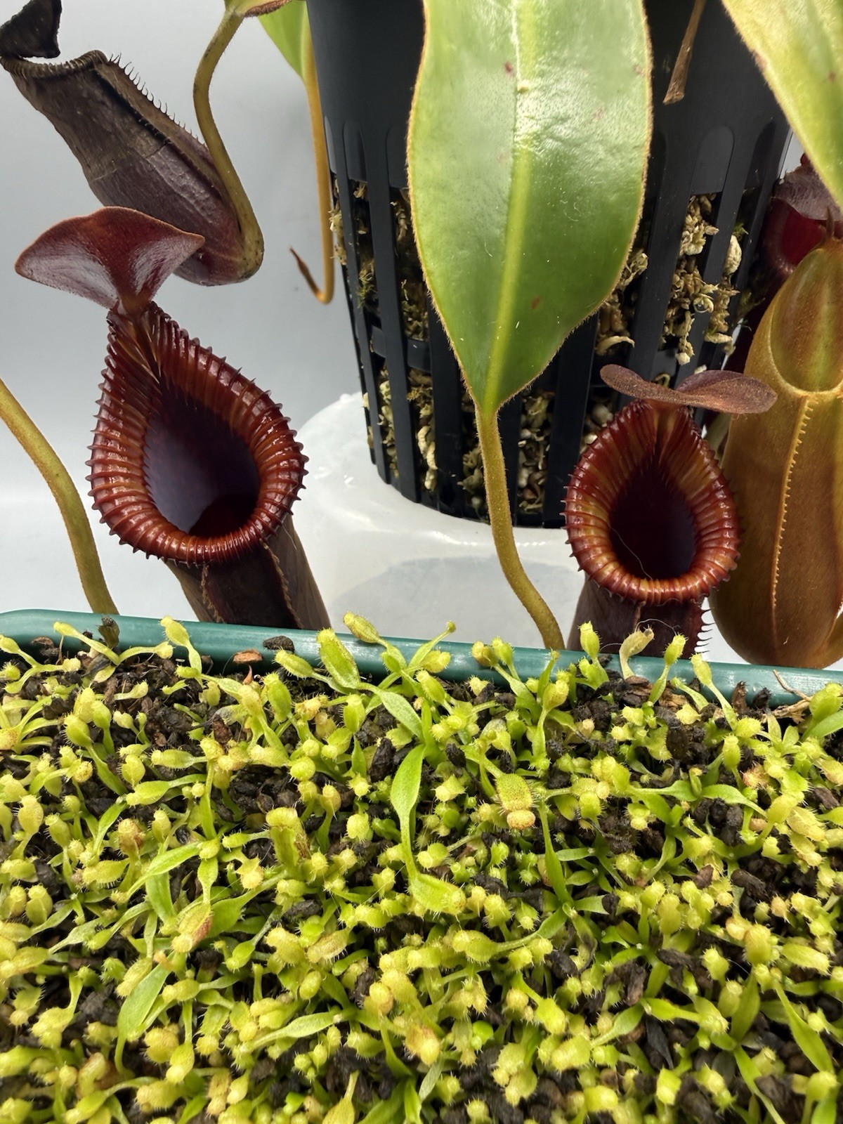 Nepenthes Trusmadiensis xTM Seedlings