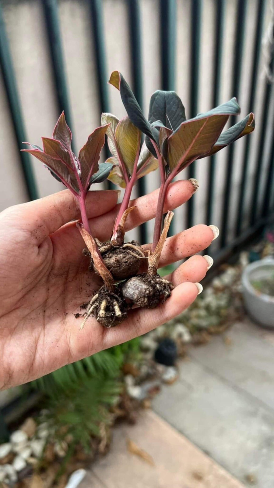 Wholesale Bulb of AMORPHOPHALLUS ATROVIRIDIS Aroid Plant 150USD for 12bulbs