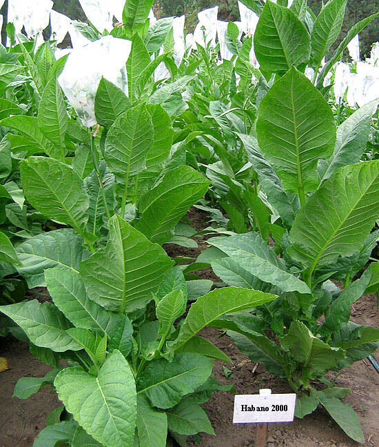 1000 Habano 2000 Tobacco Seeds ~ Heirloom ~ High Yield  ~ Cigar Tobacco Seeds