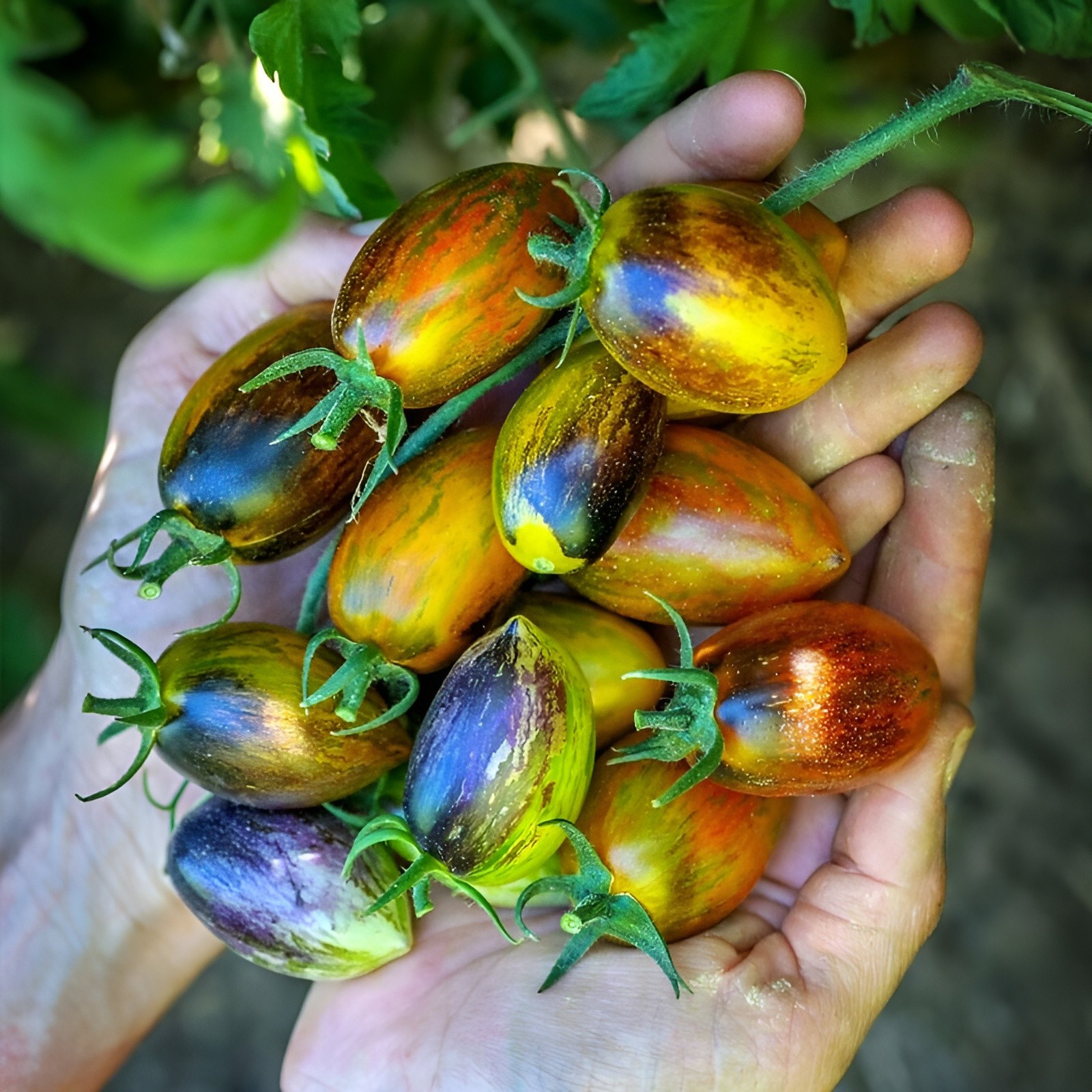 150 Heirloom Brad\'s Atomic Grape Tomato Seeds - Unique Rare Sweet Indeterminate