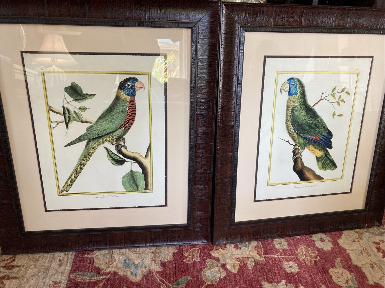 Pair François Nicolas Martinet Parrot Colored Engravings 360 & 61 French Framed 