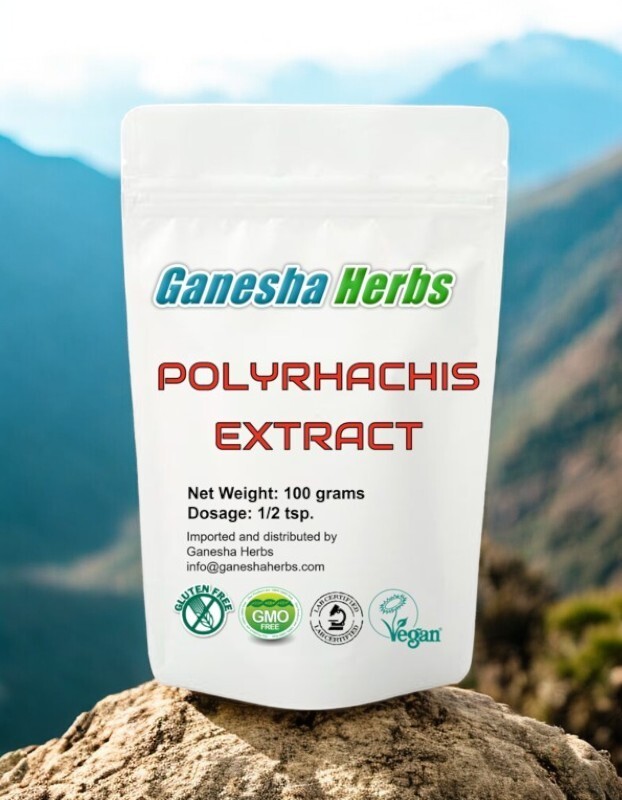 100% PURE  Mountain Ant Vic. Roger POLYRHACHIS High Potency Extract powder 100g.