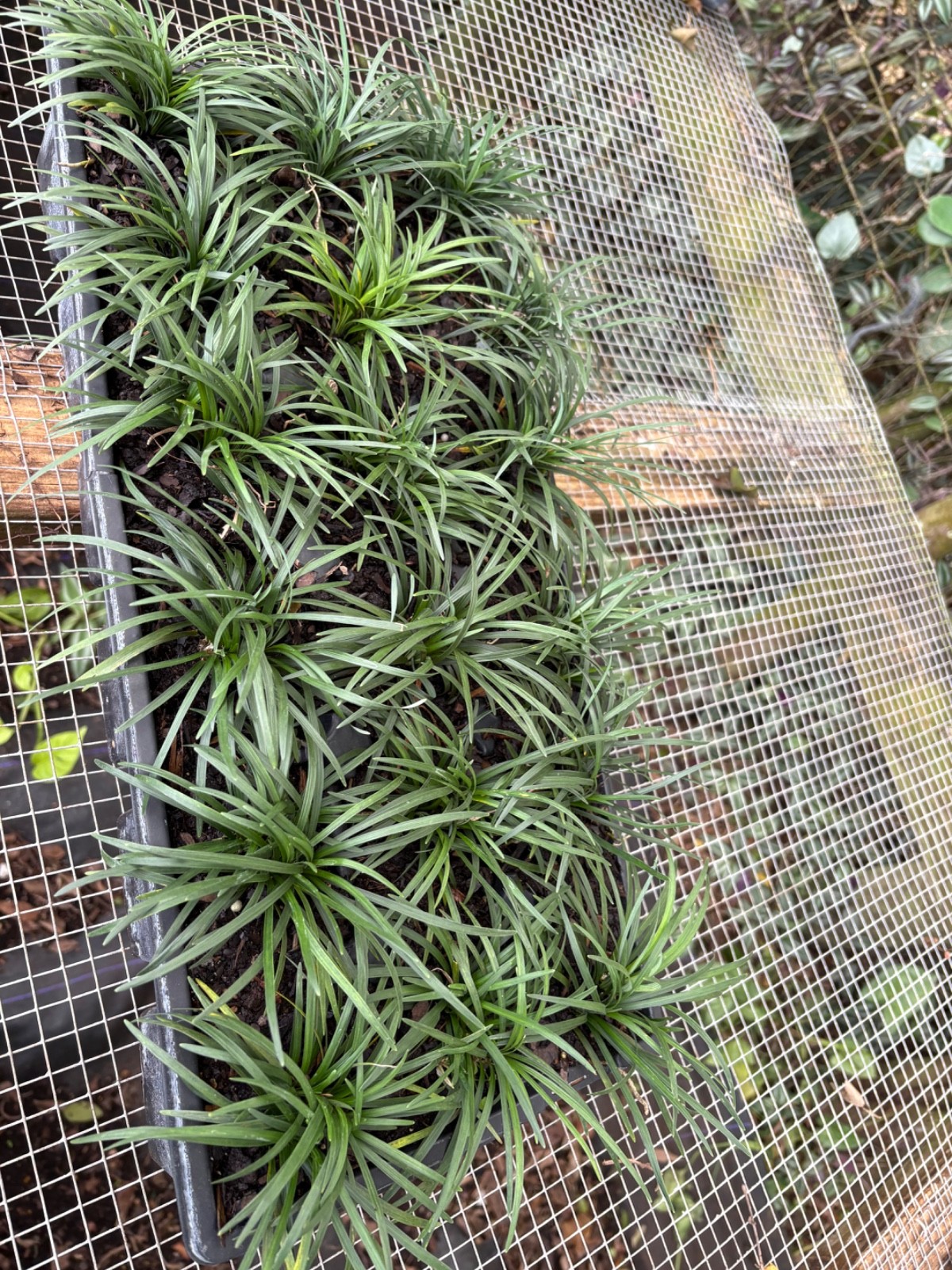 dwarf mondo grass 18pc